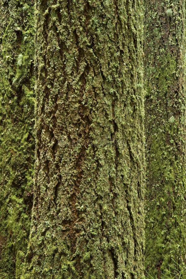 Mossy Tree Trunks