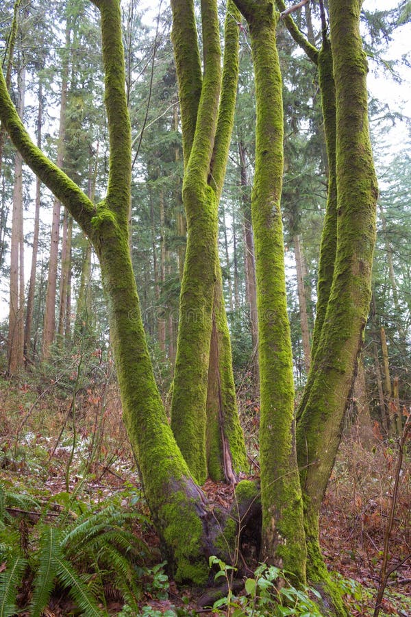 Mossy tree in the woods