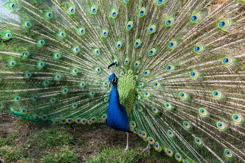 Peacock is One of the Most Beautiful Animal in the World, I Found Some Peacock in Chengdu, China. Stock Photo - Image of decorative, design: 138843508 Peacock is One of the Most Beautiful Animal in the World, I Found Some Peacock in Chengdu, China. Stock Photo - Image of decorative, design: 138843508