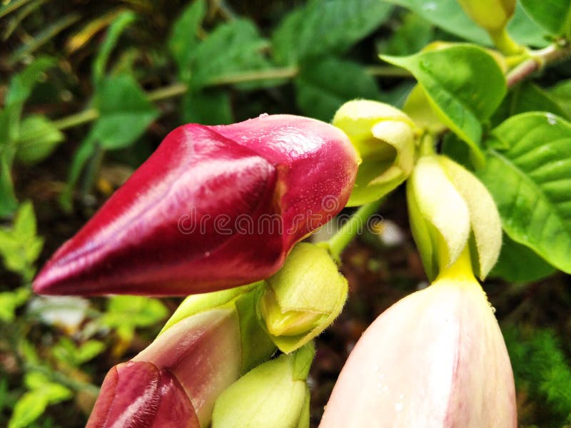 The Most Beautiful Flower Buds Stock Photo Image of leaf, green