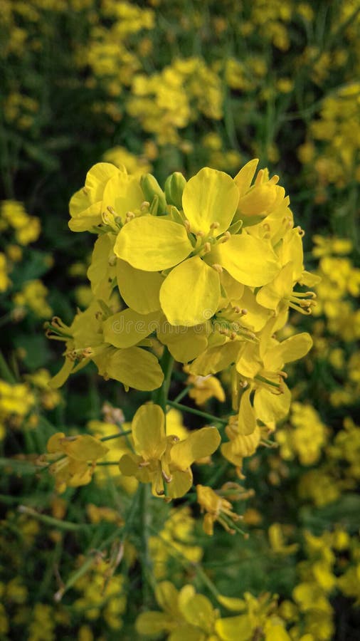 Most Beautiful Mustard Flowers Stock Photo Image of mustard, shrub