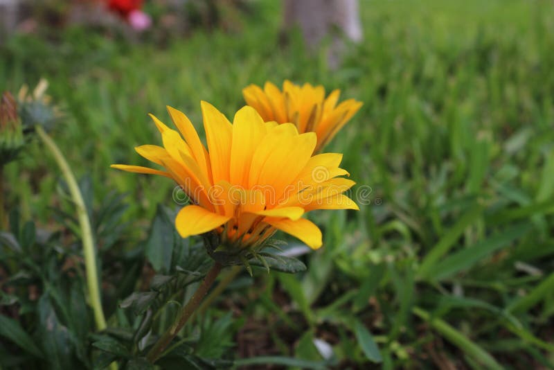 Most Beautiful Yellow Daisy Flower Stock Image - Image of yellow