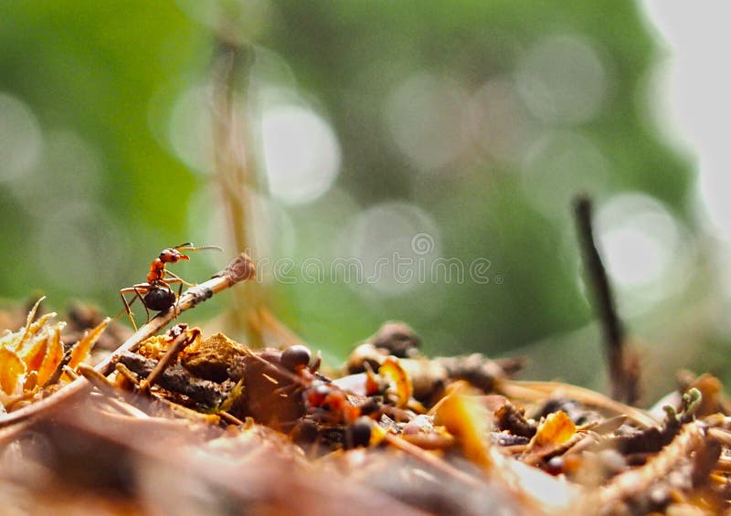 The most important ant on Earth