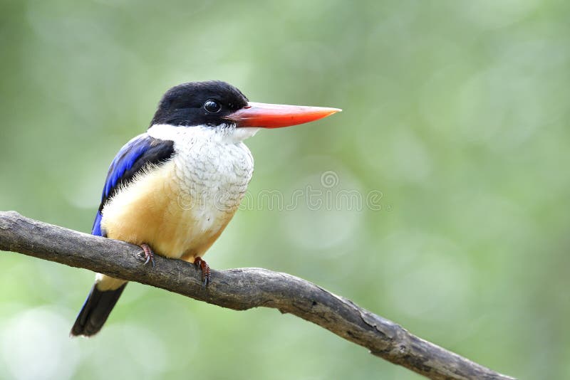 Most Lovely Blue Bird with Red Beaks and Black Head Calmly Sitting on ...