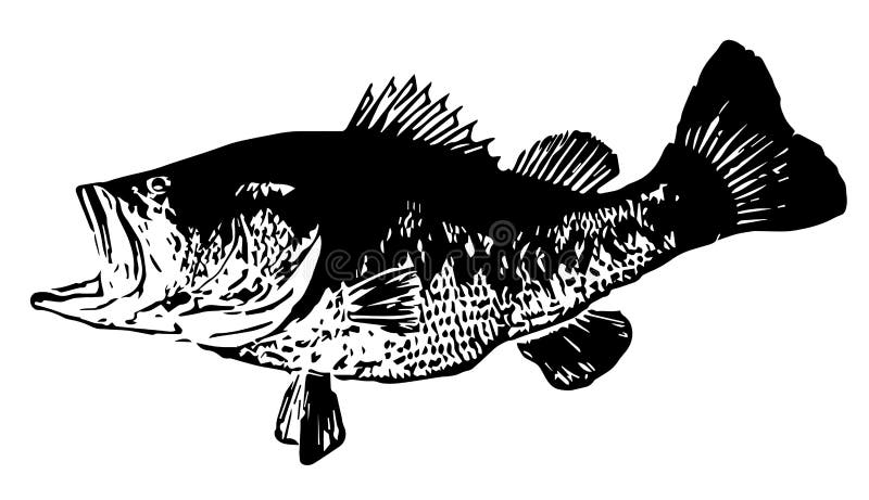 Largemouth Bass Stock Illustrations – 1,105 Largemouth Bass Stock  Illustrations, Vectors & Clipart - Dreamstime