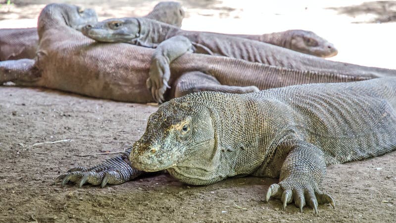 Most real dragon stock photo. Image of indonesia, komodo - 36707146