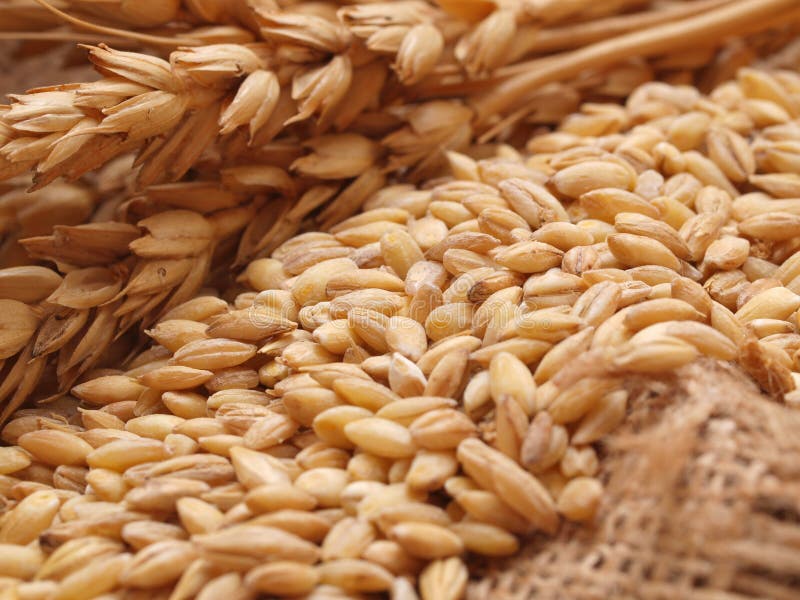 Wheat grains royalty free stock image