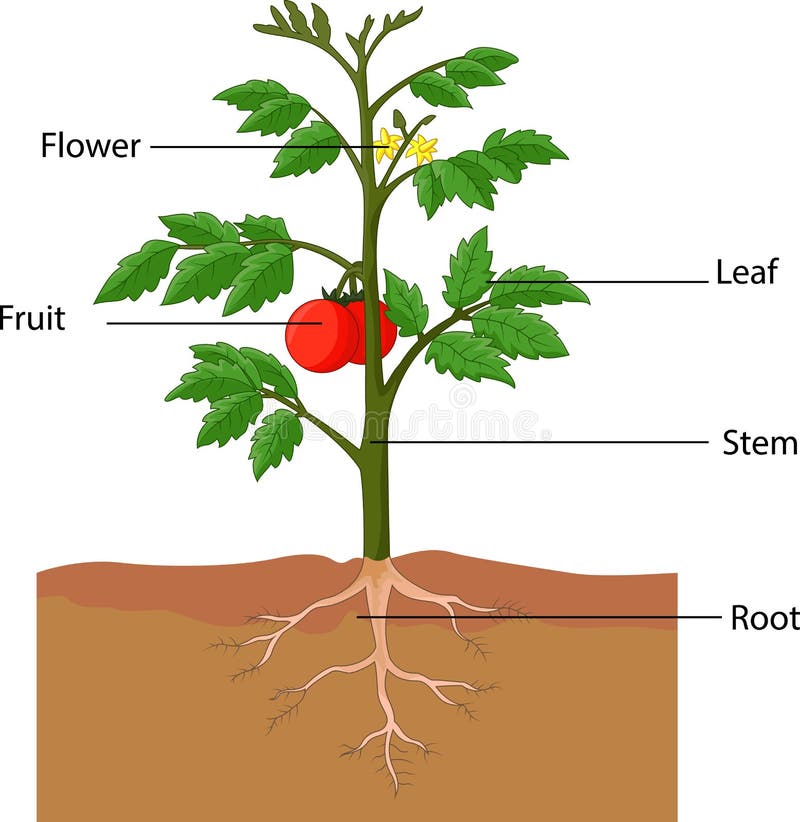 Mostrar las partes de una planta de tomate