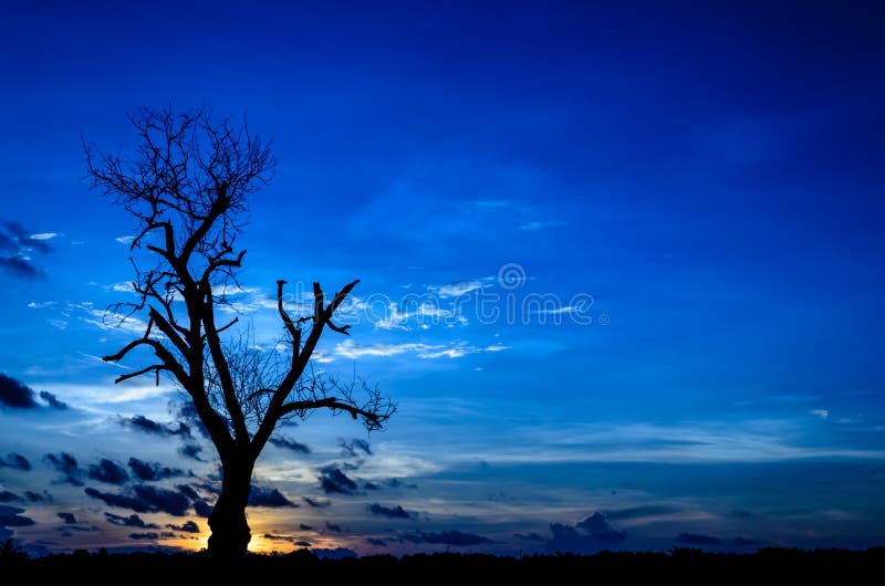 Mostre em silhueta a árvore inoperante na obscuridade - céu azul fotos de stock royalty free Mostre em silhueta a árvore inoperante na obscuridade - céu azul fotos de stock royalty free