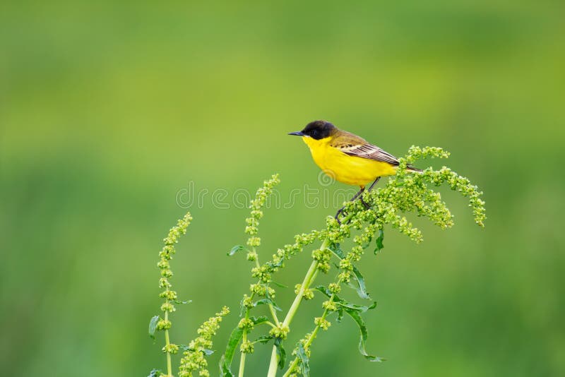 Motacilla flava feldegg (Blue-headed Wagtail)