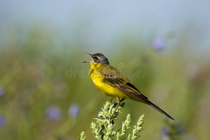 Motacilla flava, Yellow Wagtail