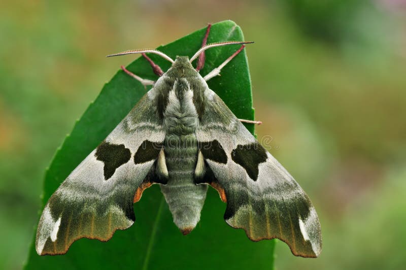 A moth