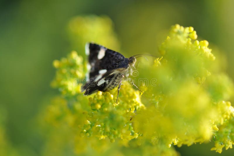 Moth butterfly on a flower stock photo. Image of closeup 118826114