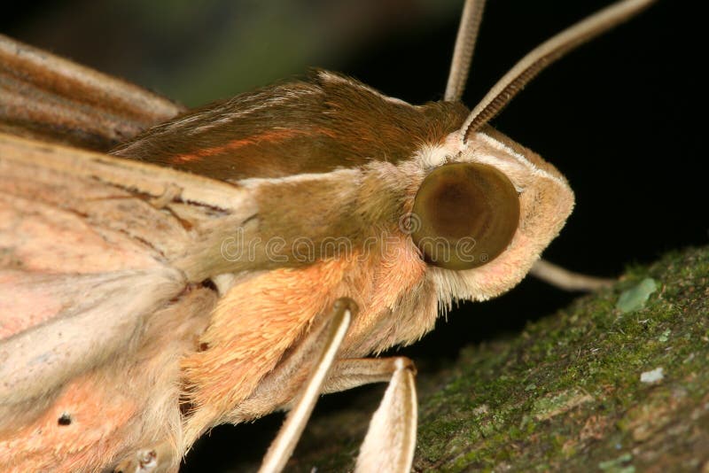 Moth closeup