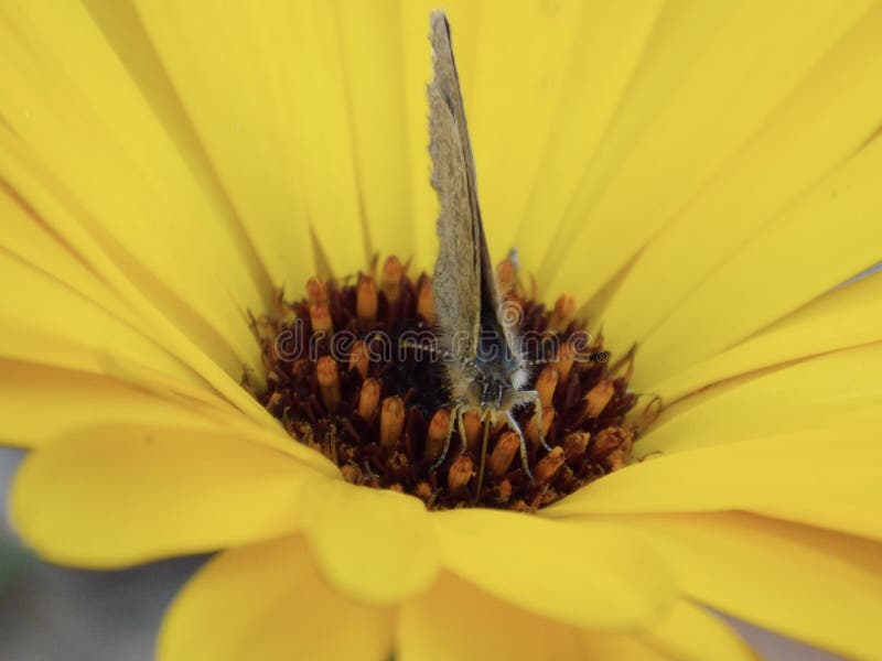 Moth on a daisy
