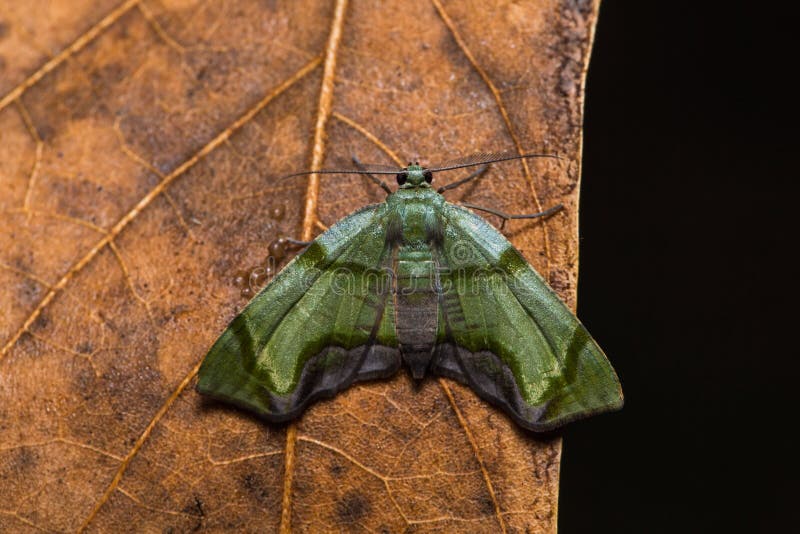 Moth on dried leaf stock photo. Image of butterfly, wing 64125668