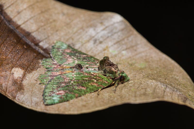 Moth on dried leaf stock photo. Image of butterfly, wing 64125668