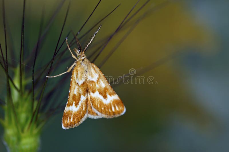 Moth on flower stock photo. Image of pollinating, outdoor 117780344
