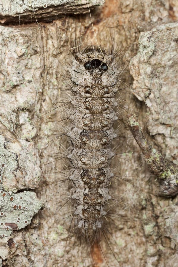 Moth larvae. stock photos