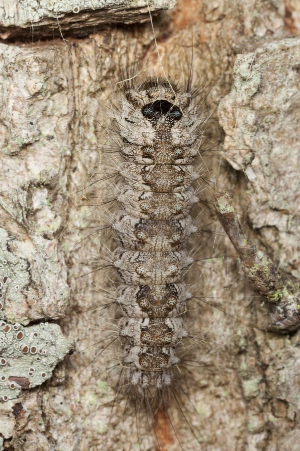 Moth larvae.