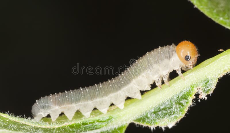 Moth larvae on stem