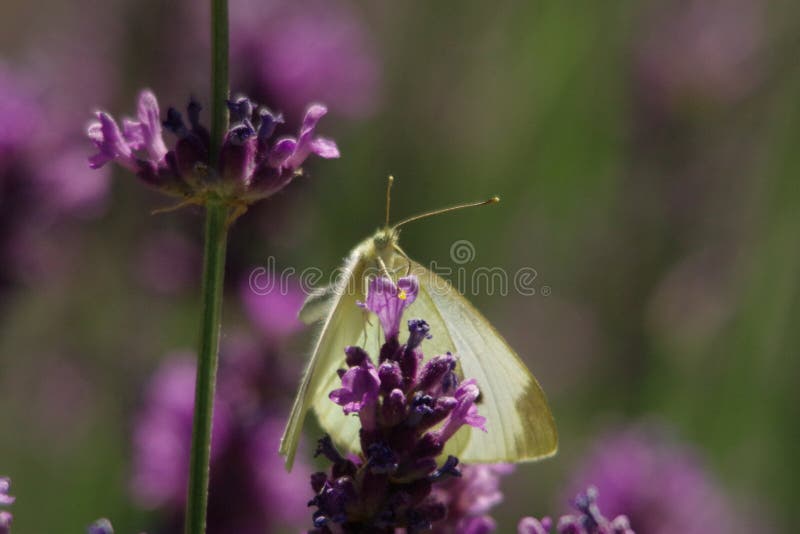 Moth In Lavender Stock Photo Image 58298177