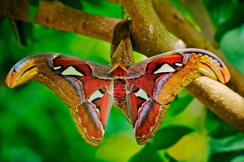 Moth Laying Eggs