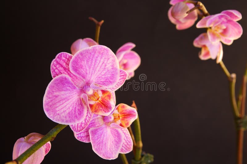 Moth Orchid (Phalaenopsis orchidaceae) stock photo