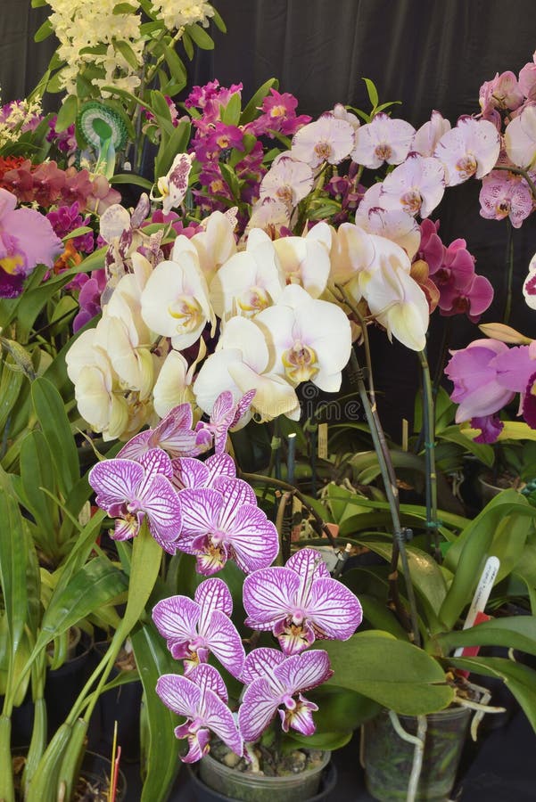 Moth Orchids Phalaenopsis Stock Photo Image of colors, phalaenopsis
