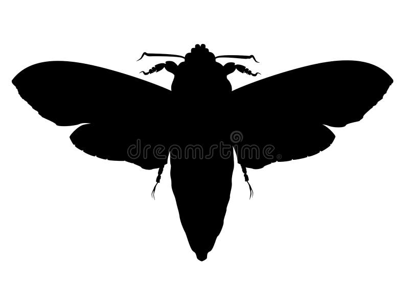 Moth silhouette