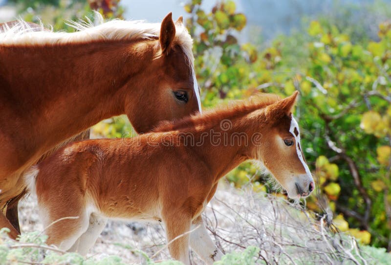 Mother And Baby