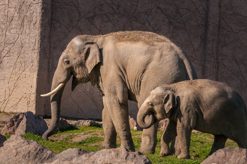 Mother and baby African Elephants wailking on the grass stock photo Mother and baby African Elephants wailking on the grass stock photo
