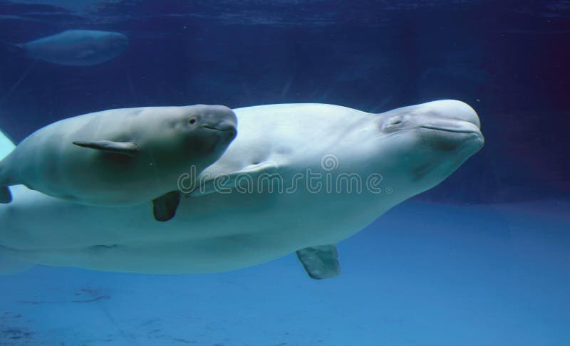 Mother and Baby Beluga