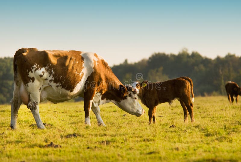 Mother and baby cow