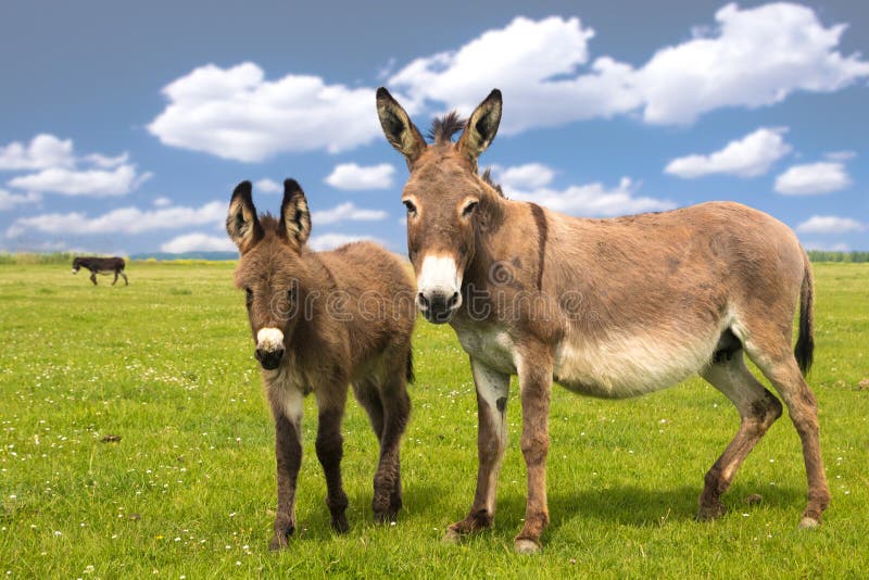 Mother and Baby Donkey on the Meadow Stock Photo - Image of agriculture ...