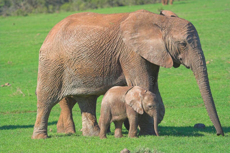 Mother & Baby Elephant stock photo. Image of ears, safari 635312
