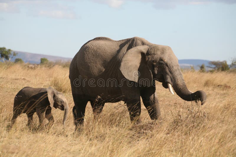 Mother and baby elephant walking through the grass