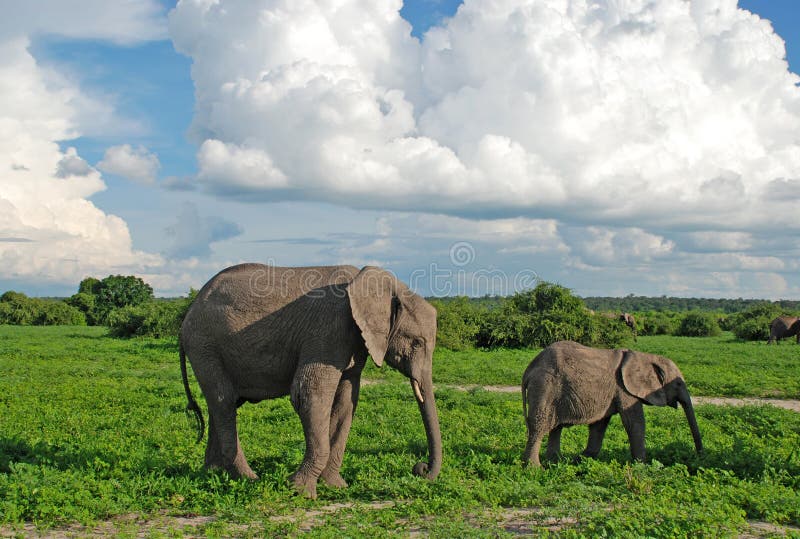 Mother and baby elephants in savannah(Zimbabwe) stock image Mother and baby elephants in savannah(Zimbabwe) stock image
