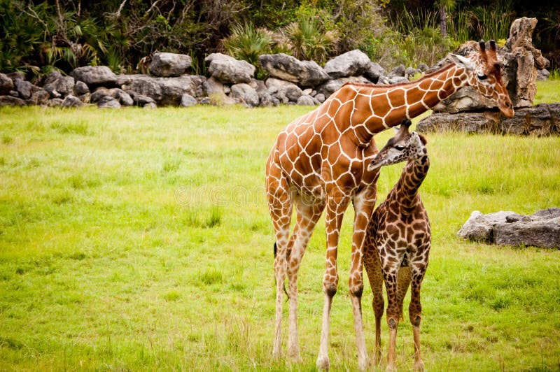 Mom and Baby Giraffe stock image. Image of famly, giraffe - 1215035