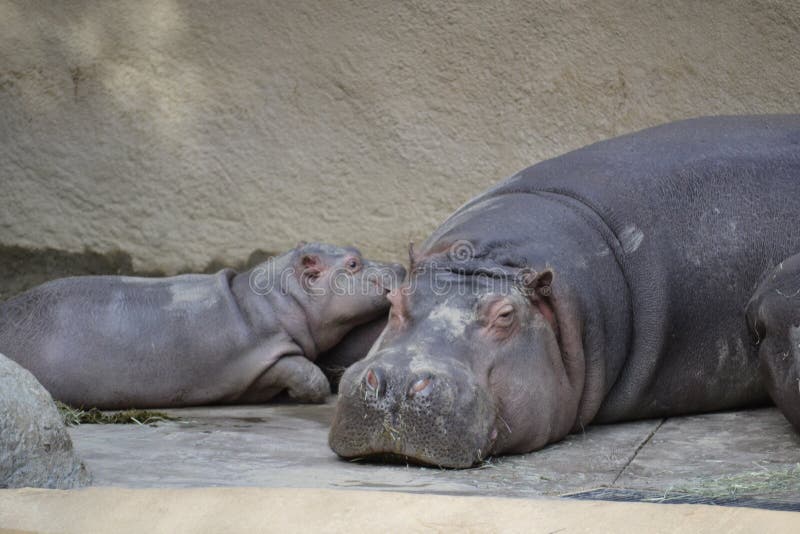 Mother and her baby hippo lay together at the Los Angeles Zoo. Hippos. Mother and her baby hippo lay together at the Los Angeles Zoo. Hippos.
