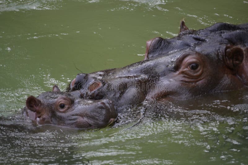 Mother and her baby hippo swimming together in the water pool at the Los Angeles Zoo. Hippos. Mother and her baby hippo swimming together in the water pool at the Los Angeles Zoo. Hippos.