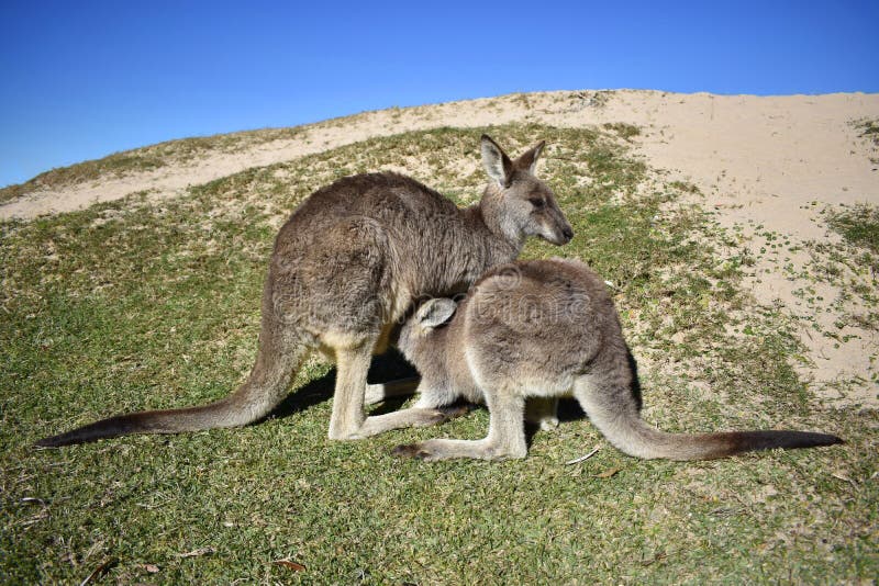 Mother And Baby Kangaroo At The Beach Stock Image Image of lucky, mother 73825639