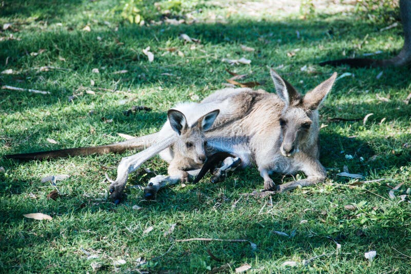 Mother and baby kangaroo lying on the grass stock photos
