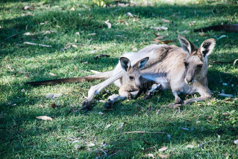 Mother and baby kangaroo lying on the grass royalty free stock photography