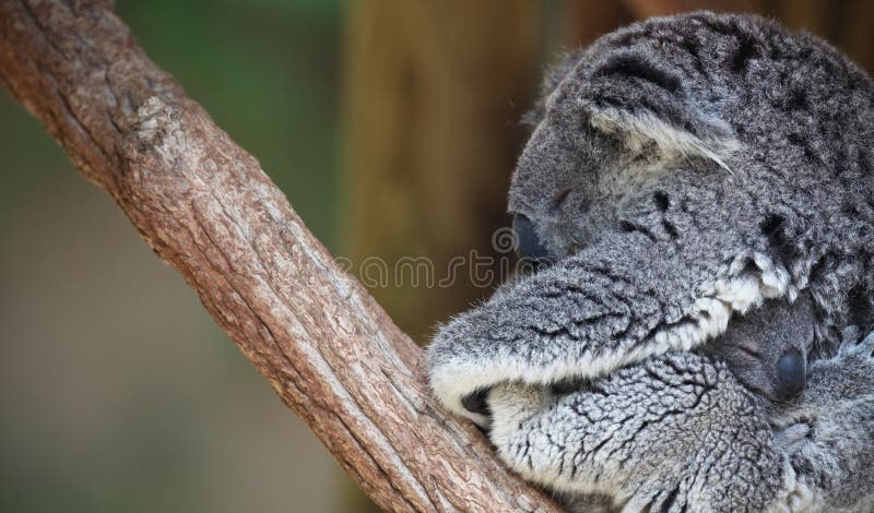 Mother and baby Koala portrait royalty free stock photography
