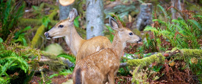 Mother and baby mule deer in British Columbia Canada