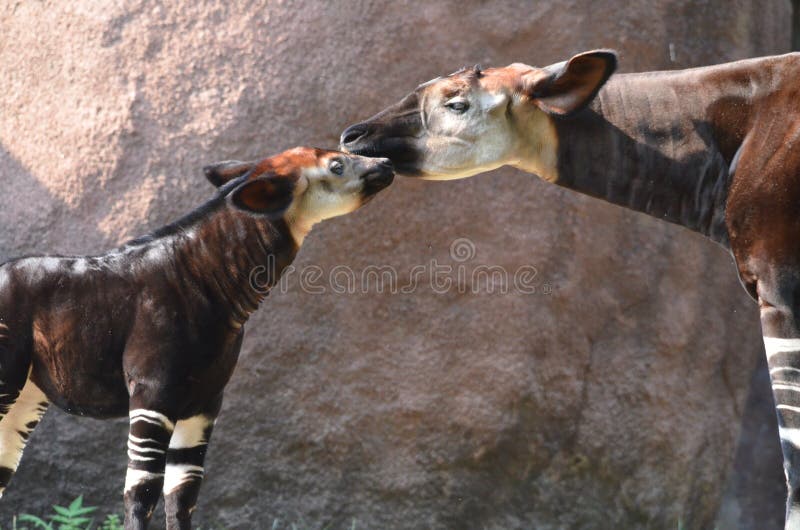 Mother and baby okapi