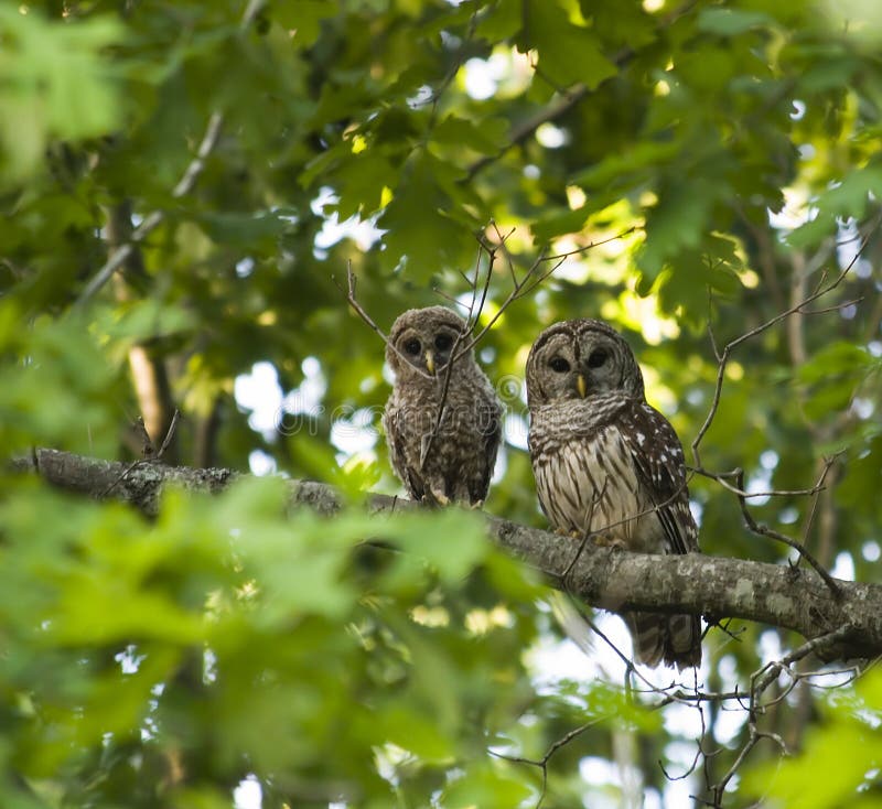 Download Mother And Baby Owl Royalty Free Stock Image - Image: 732706