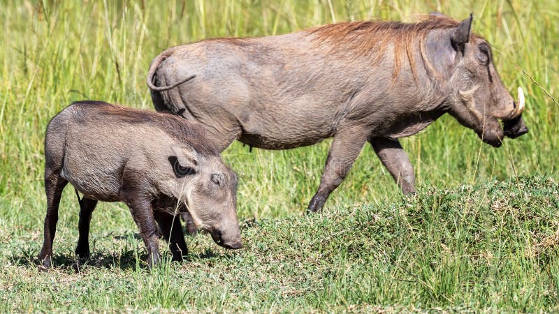 Mother and baby warthog, Phacochoerus africanus, grazing in the lush grasslands of the Masai Mara, Kenya