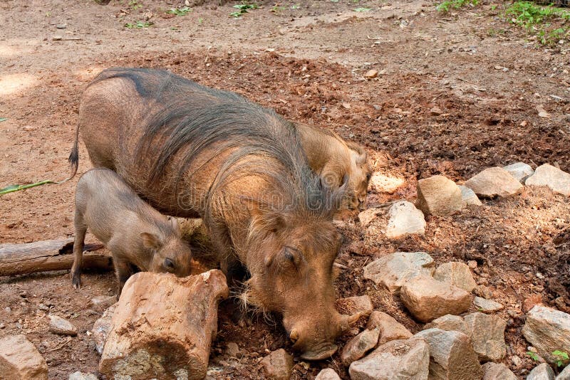 Mother and Baby Warthogs royalty free stock photography Mother and Baby Warthogs royalty free stock photography
